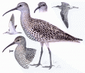 Тонкоклювый кроншнеп - изображение №3843 onbird.ru.<br>Источник: http://www.planetofbirds.com/charadriiformes-scolopacidae-slender-billed-curlew-numenius-tenuirostris